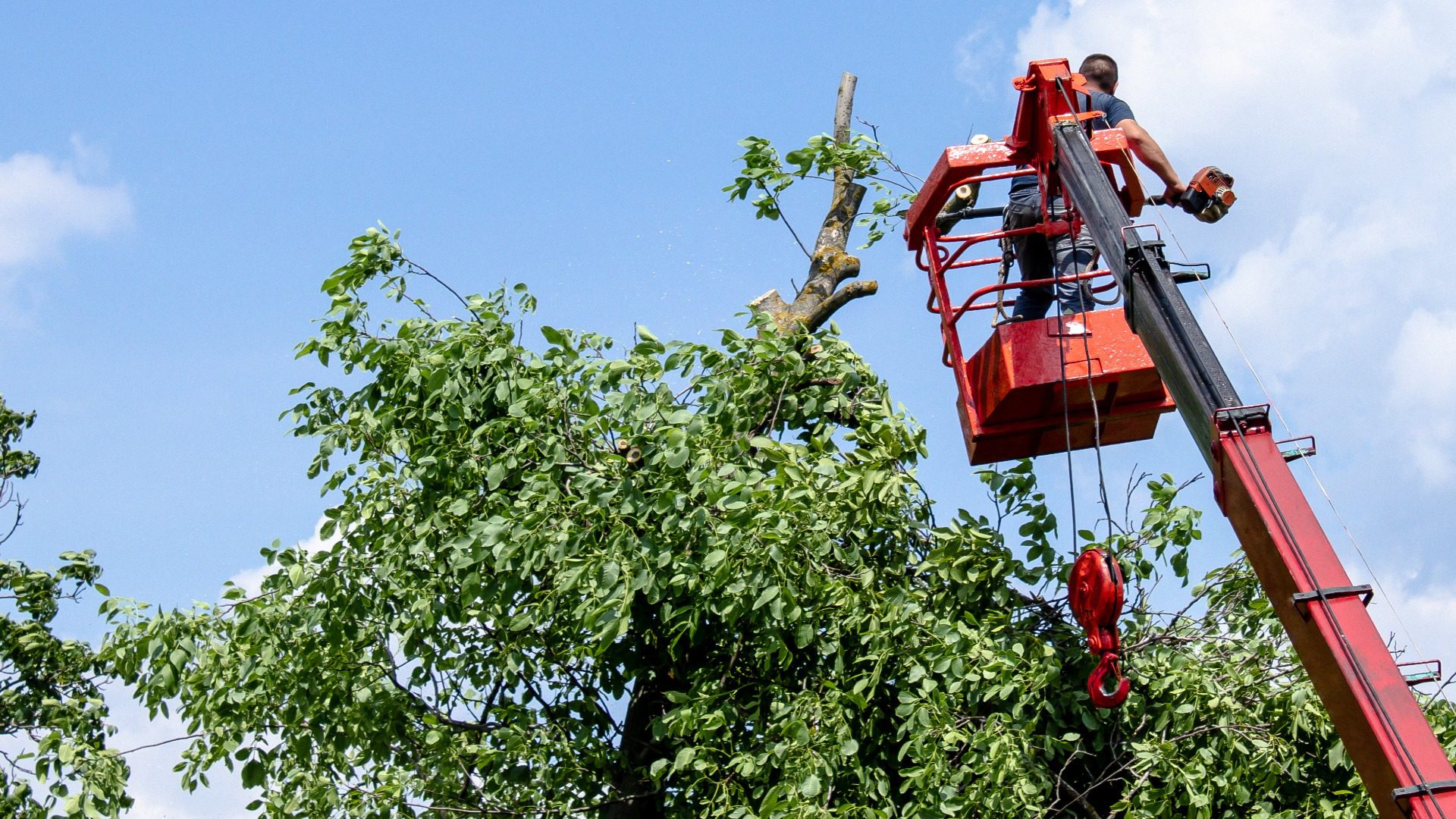 Tree Cutting Services Southington CT